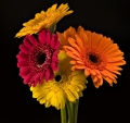 gerberas3