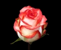 blush1