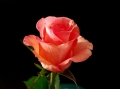 dekora