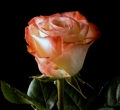 farfalla3