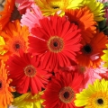 gerbera2