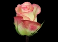 malu