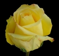 mohana