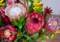 proteas